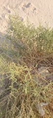 Caroxylon imbricatum