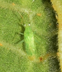 Zanchius breviceps