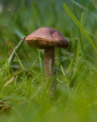 Leccinum schistophilum