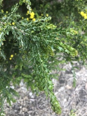 Acacia paradoxa