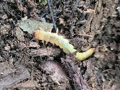 Dendroides canadensis