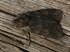 Lithophane consocia