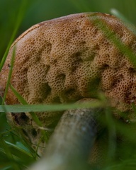 Leccinum schistophilum