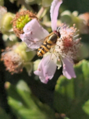 Eupeodes corollae