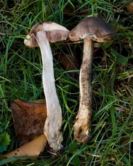 Leccinum schistophilum