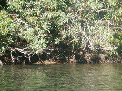 Rhododendron maximum