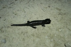 Salamandra atra