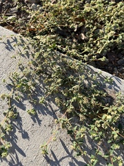 Euphorbia capitellata