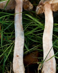 Leccinum schistophilum