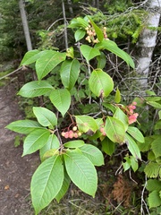 Viburnum cassinoides image