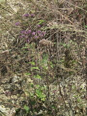 Saussurea ussuriensis