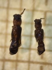 Nathrius brevipennis