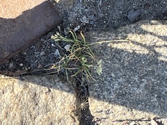 Poa annua