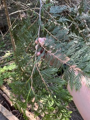 Thuja plicata