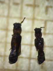 Nathrius brevipennis