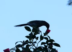 Anthochaera chrysoptera