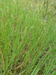 Festuca myuros