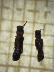 Nathrius brevipennis