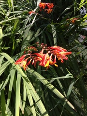 Crocosmia