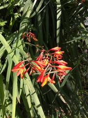 Crocosmia