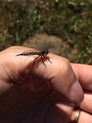 Neomochtherus willistoni