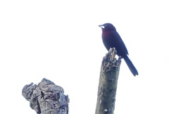 Ramphocelus carbo