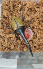 Dynastes hercules