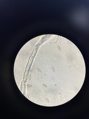 Leccinum schistophilum