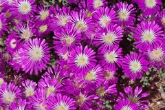 Drosanthemum