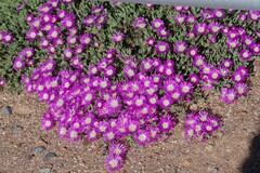 Drosanthemum