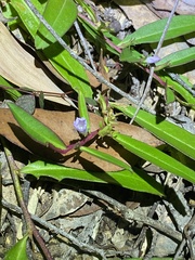 Eremophila debilis