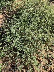 Euphorbia polycarpa