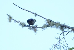 Thraupis palmarum