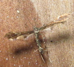 Oxyptilini