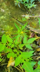 Bidens frondosa