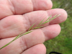 Festuca myuros
