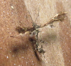 Oxyptilini