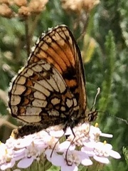 Melitaea