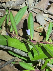 Eremophila debilis
