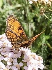Melitaea