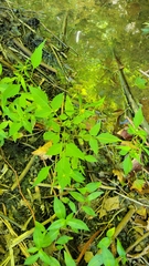Bidens frondosa