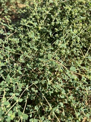 Euphorbia polycarpa