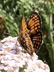 Melitaea