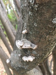 Stereum subtomentosum