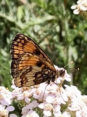 Melitaea