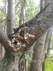 Stereum subtomentosum