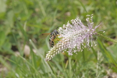 Chrysotoxum