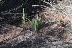 Asparagales