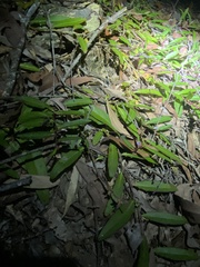 Eremophila debilis