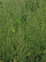 Atriplex prostrata